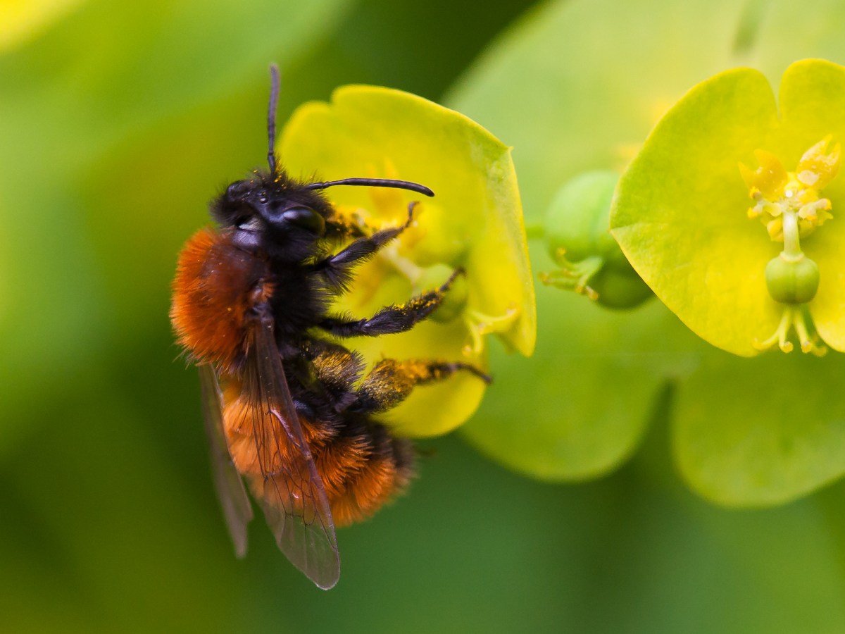 Born to bee wild: our native bees could use a helping&nbsp;hand