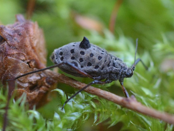 The mysterious mega&nbsp;aphids