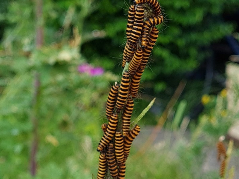 A determination of&nbsp;caterpillars