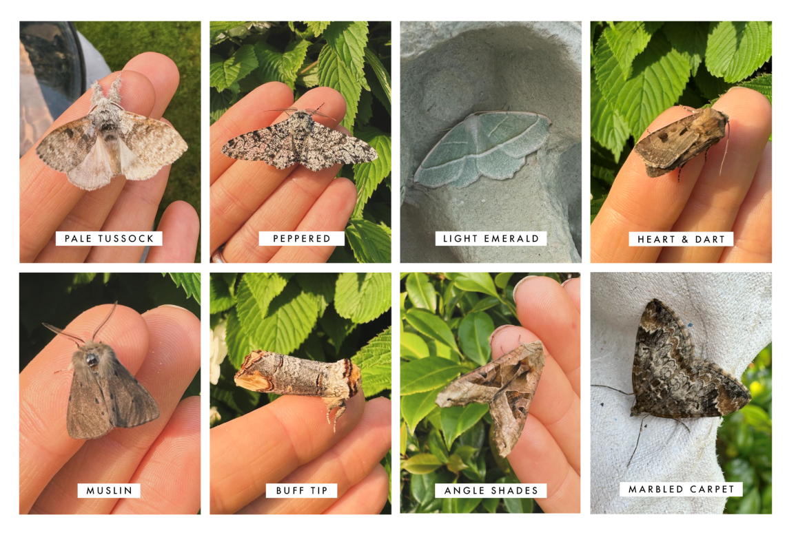 A photo gallery with eight images of different moth species.