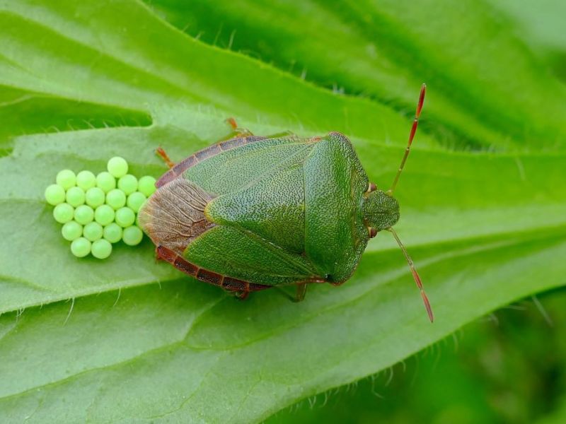 Shield bugs, ladybugs, and baby bugs&nbsp;too