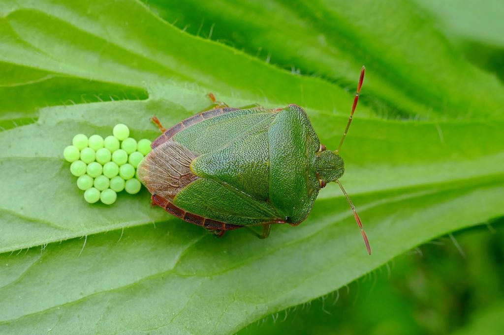 A green shield bug laying eggs on a leaf