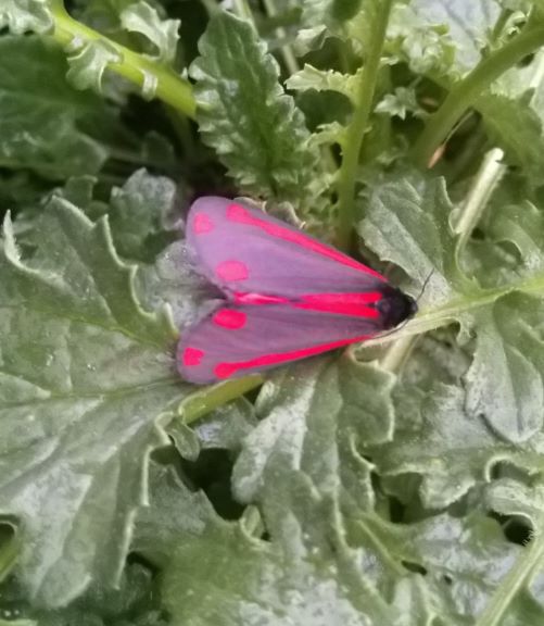 A black and red cinnabar moth