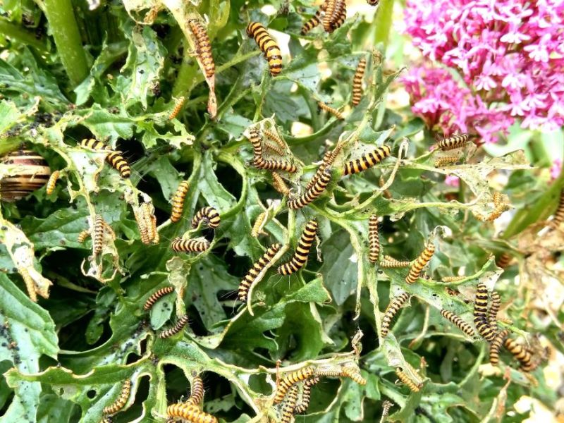 From envy to joy via despair: strong feelings about caterpillars (and&nbsp;ragwort)
