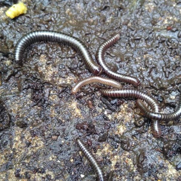 A thousand tiny helpers: our lasagne mulching project&nbsp;begins
