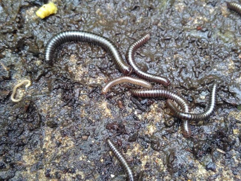 A thousand tiny helpers: our lasagne mulching project&nbsp;begins