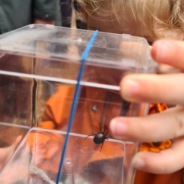 Lacewebs, ant-mimics, false widows and more: learning how to spot a&nbsp;spider